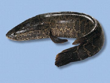 福海野鱼预订单-表单大师